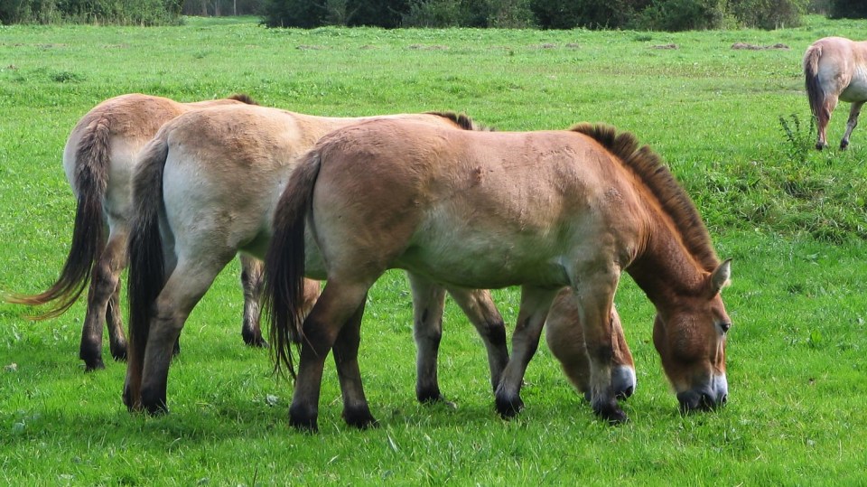 Kůň Převalského